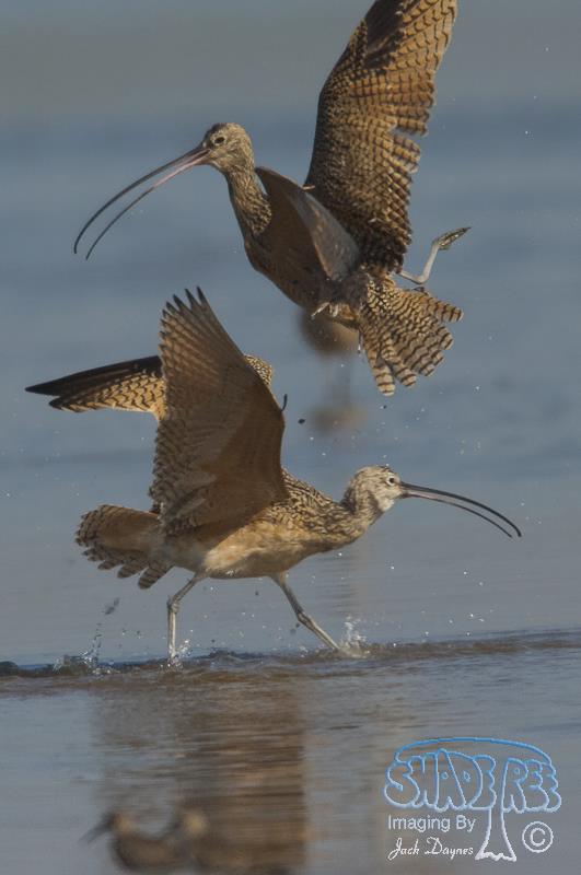 Long-Billed Curlew - Numenius americanus