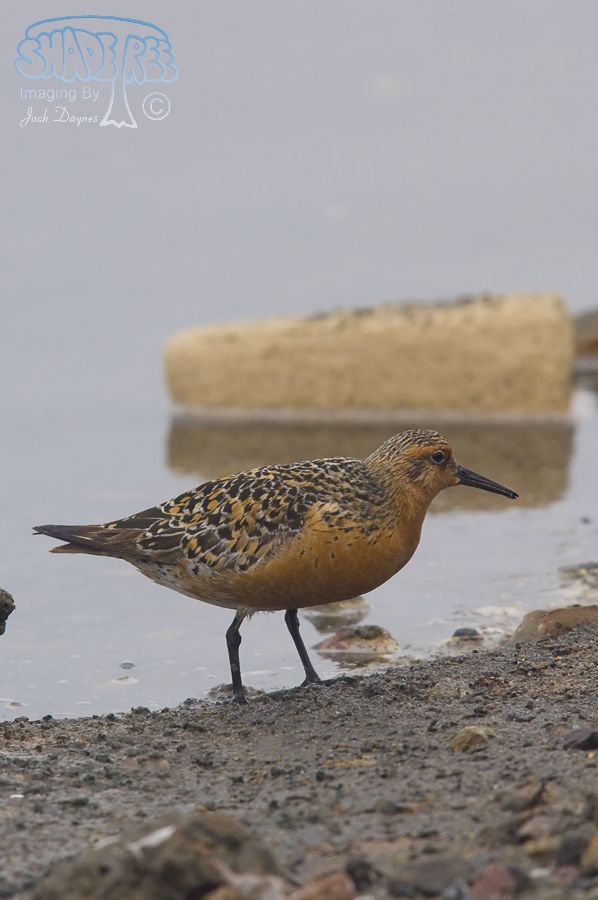 Red Knot - Calidris canutus