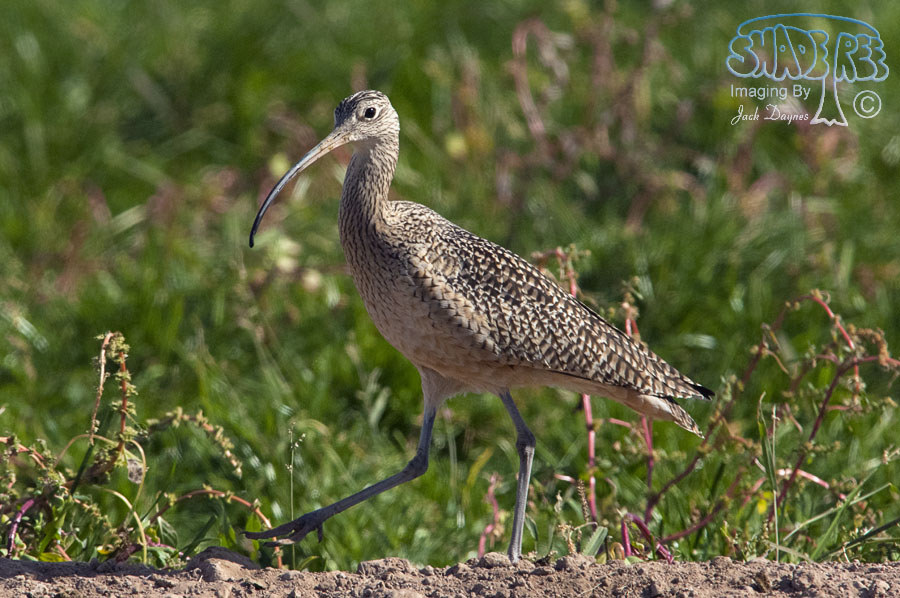 Long-Billed Curlew - Numenius americanus