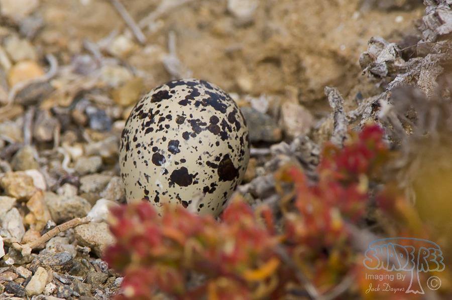 Killdeer - Charadrius vociferus