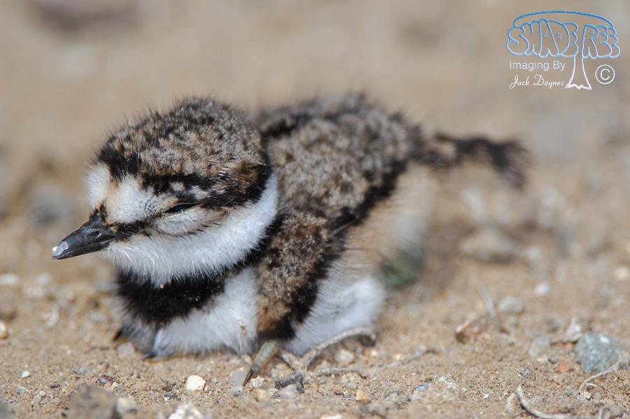 Killdeer - Charadrius vociferus