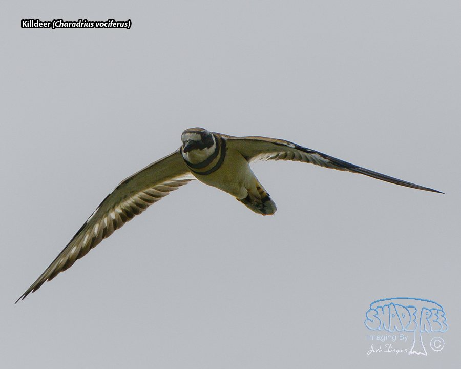 Killdeer - Charadrius vociferus