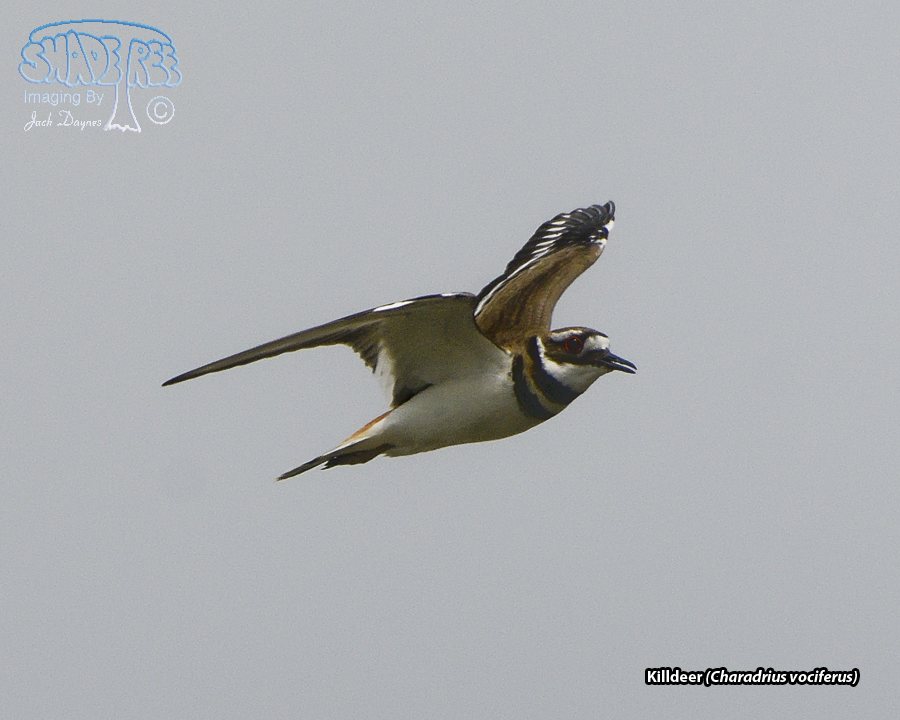 Killdeer - Charadrius vociferus