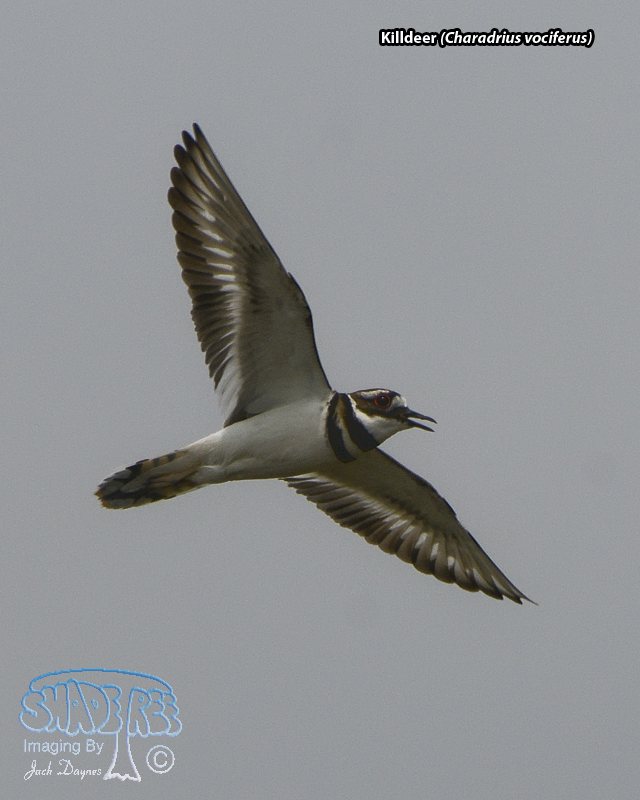 Killdeer - Charadrius vociferus