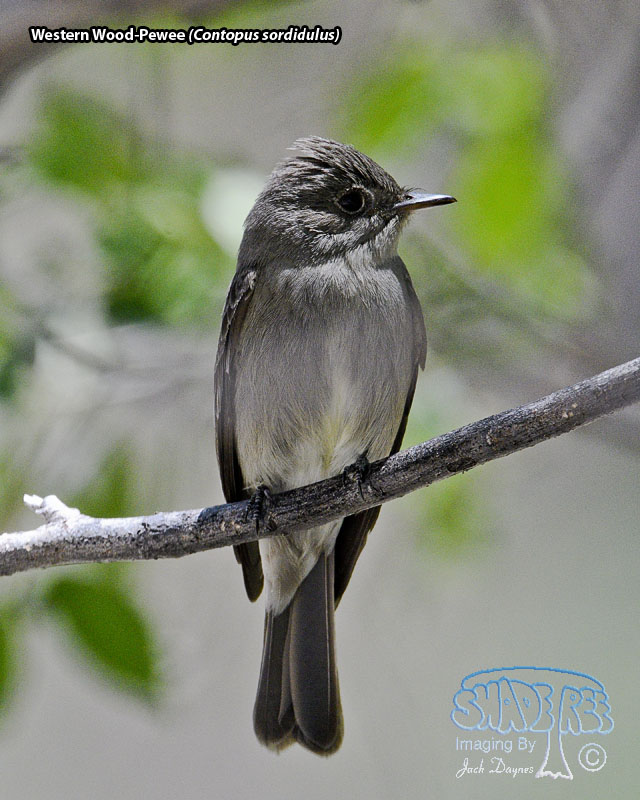 Western Wood-Pewee - Contopus sordidulus