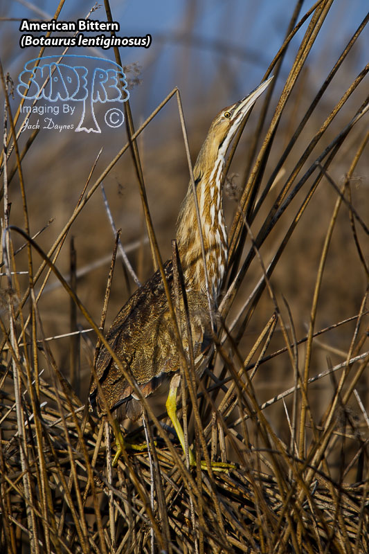American Bittern - Botaurus lentiginosus