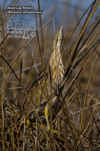 Memories of Merced NWR