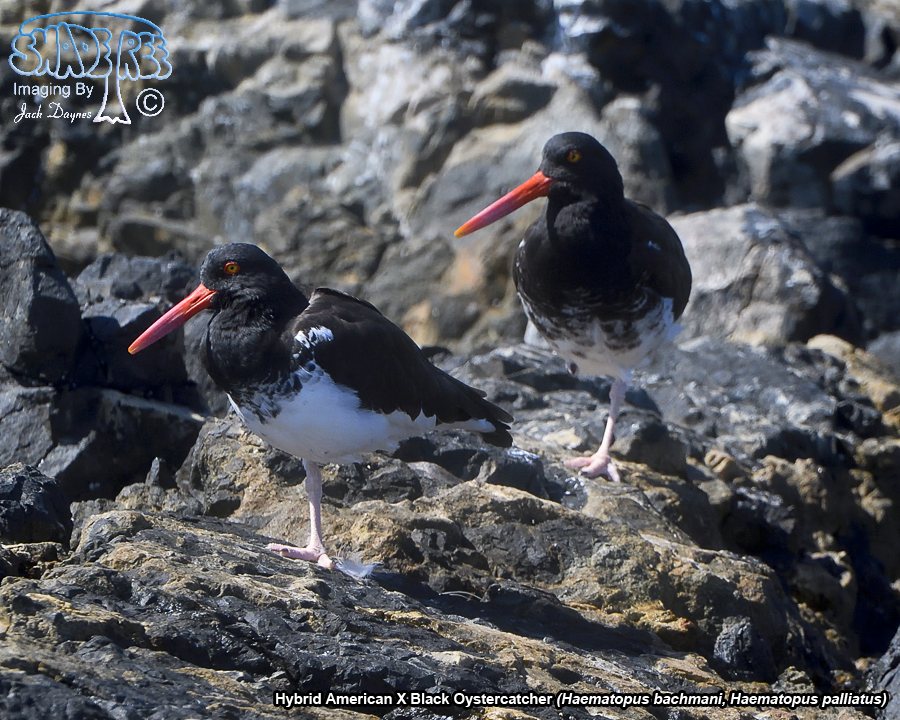 American X Black Oystercatcher - Haematopus palliatus x bachmani