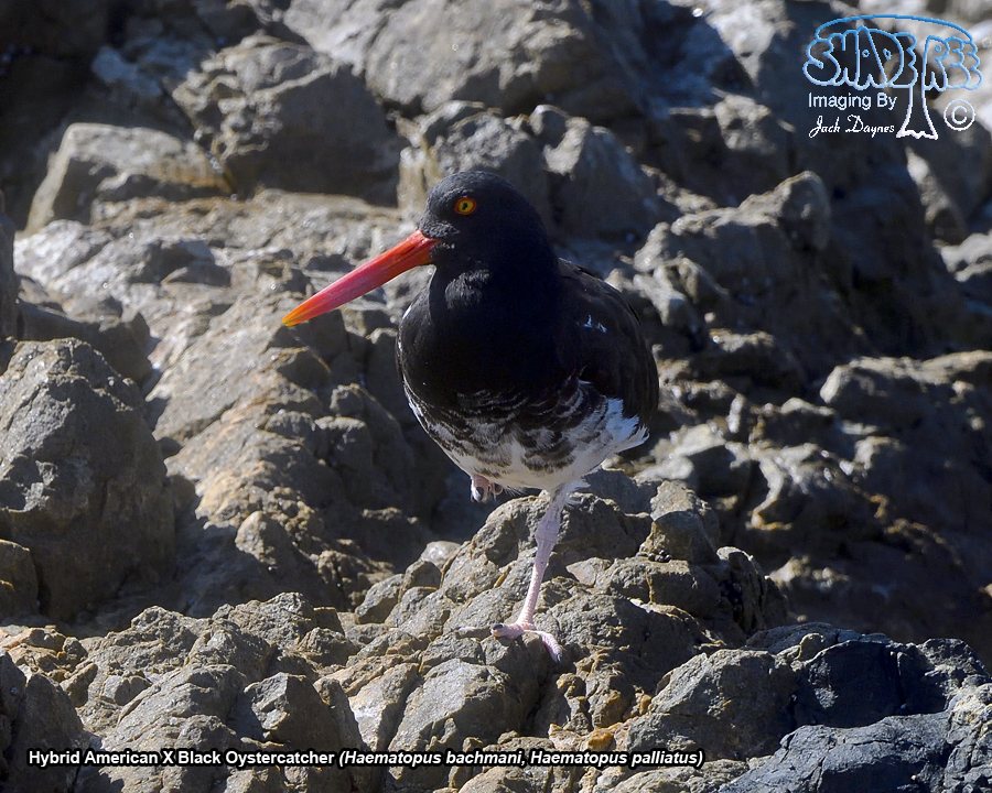 American X Black Oystercatcher - Haematopus palliatus x bachmani