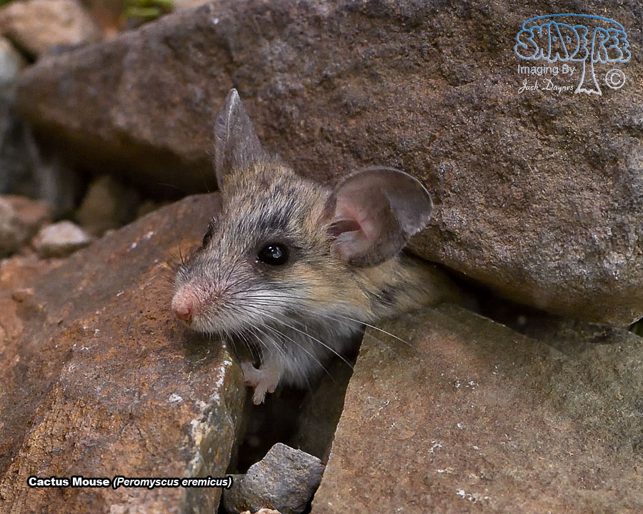 Cactus Mouse - Peromyscus eremicus