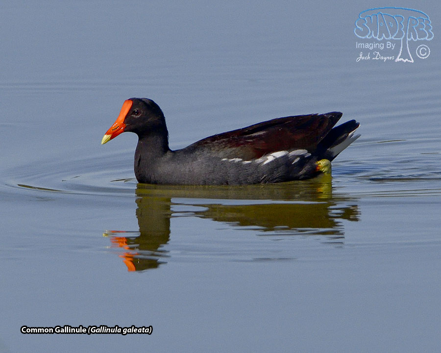 Common Gallinule - Gallinula galeata