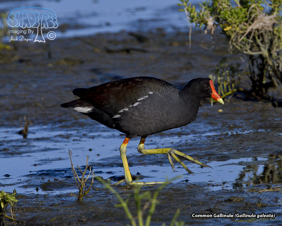Common Gallinule - Gallinula galeata