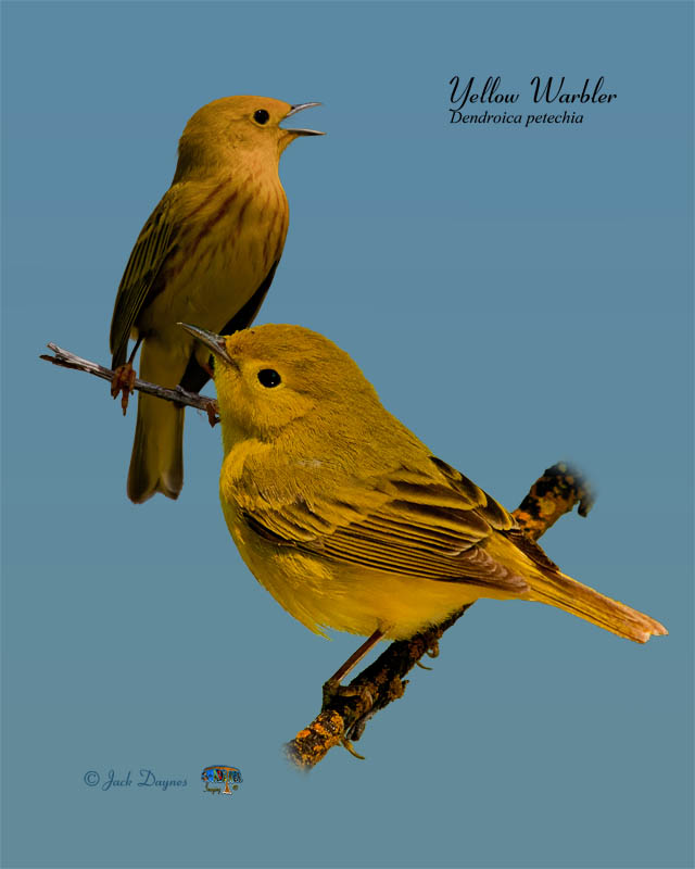 American Yellow Warbler - Setophaga petechia