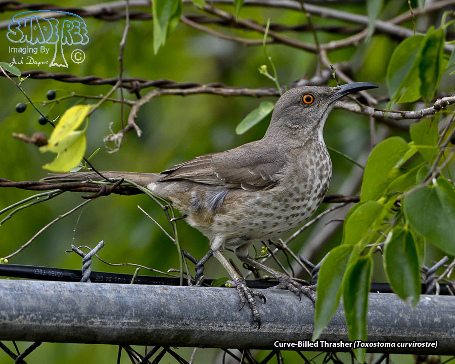 Curve-Billed Thrasher - Toxostoma curvirostre