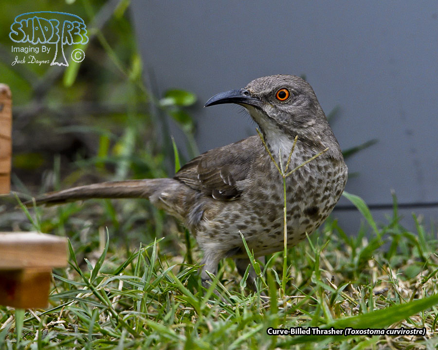 Curve-Billed Thrasher - Toxostoma curvirostre