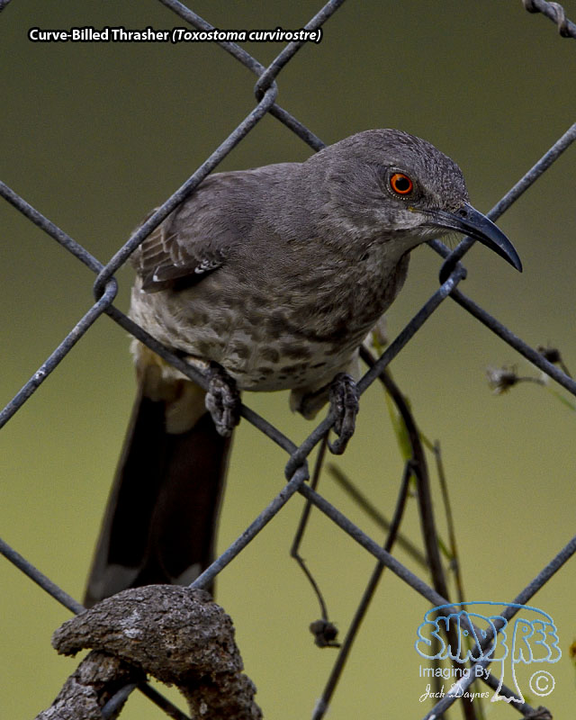 Curve-Billed Thrasher - Toxostoma curvirostre