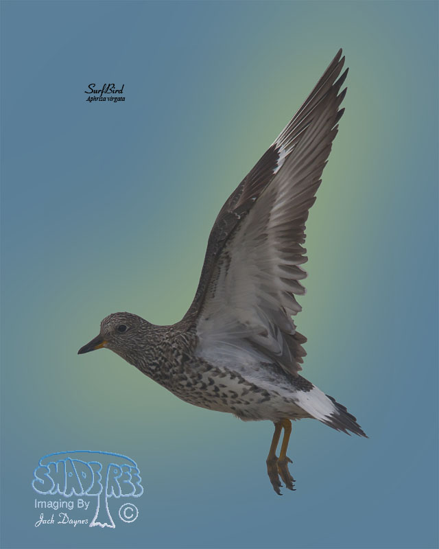 SurfBird - Aphriza virgata