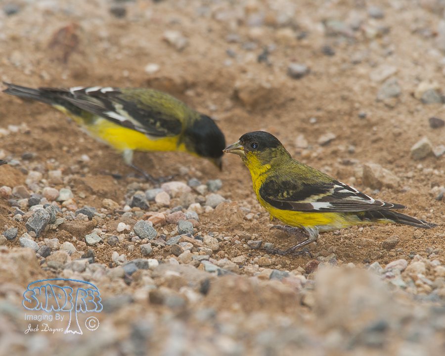 Lesser Goldfinch - Spinus psaltria