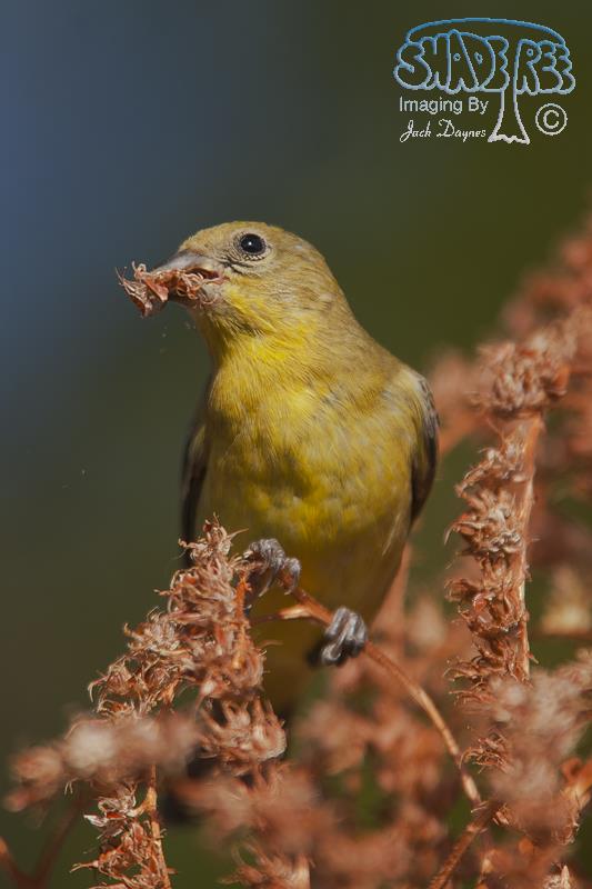 Lesser Goldfinch - Spinus psaltria