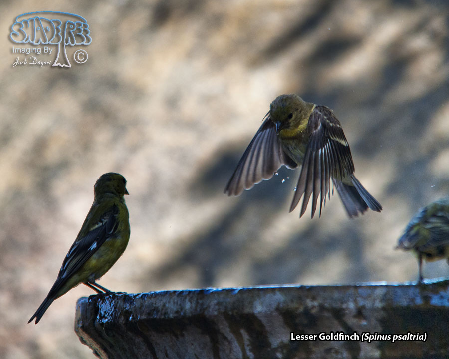Lesser Goldfinch - Spinus psaltria