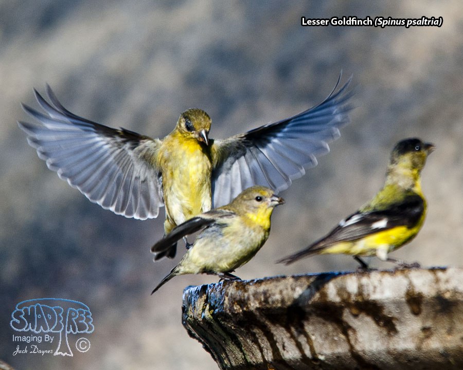 Lesser Goldfinch - Spinus psaltria