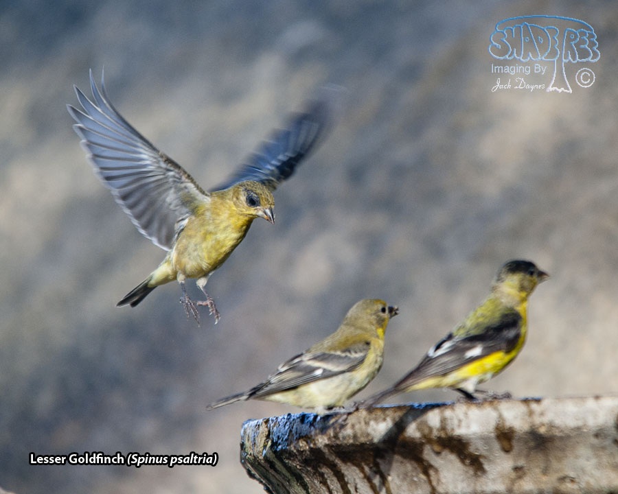 Lesser Goldfinch - Spinus psaltria