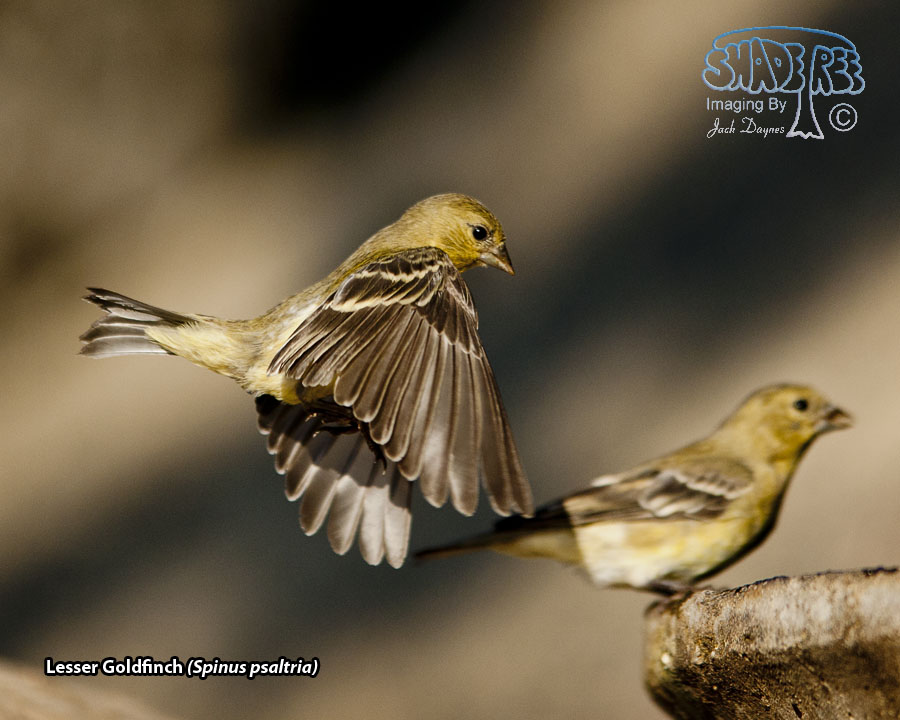 Lesser Goldfinch - Spinus psaltria