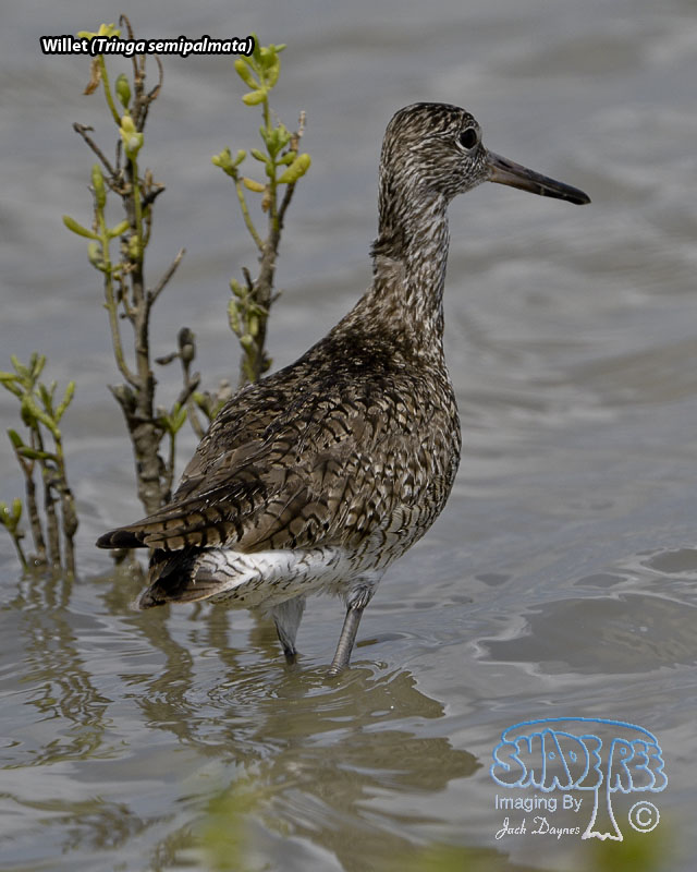 Willet - Tringa semipalmata