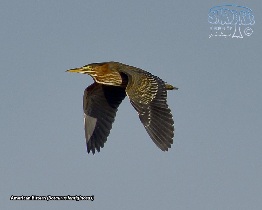 Green Heron - Butorides virescens