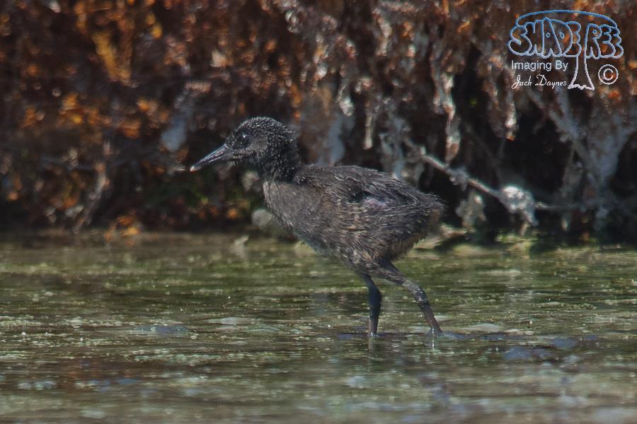 Virginia Rail - Rallus limicola