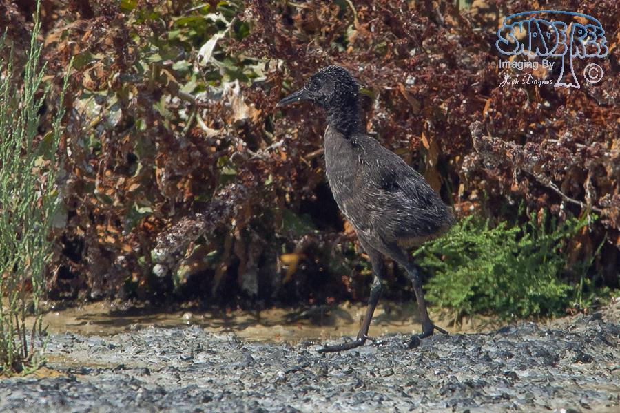 Virginia Rail - Rallus limicola