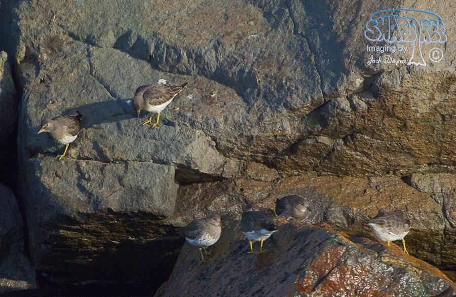 SurfBird - Aphriza virgata