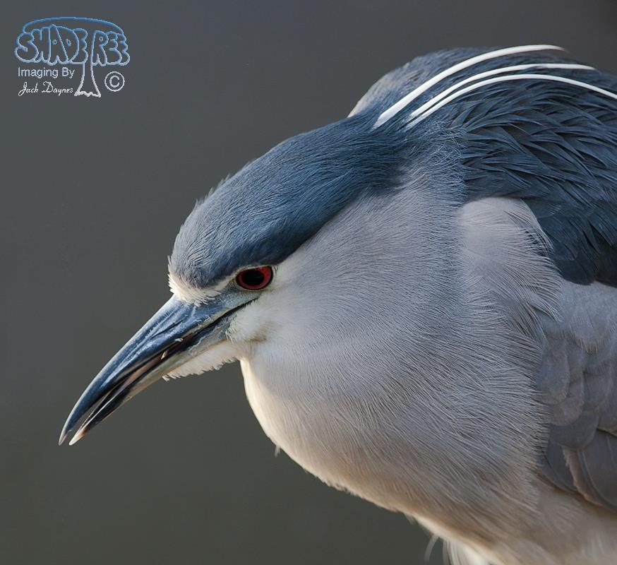 Black-Crowned Night-Heron - Nycticorax nycticorax