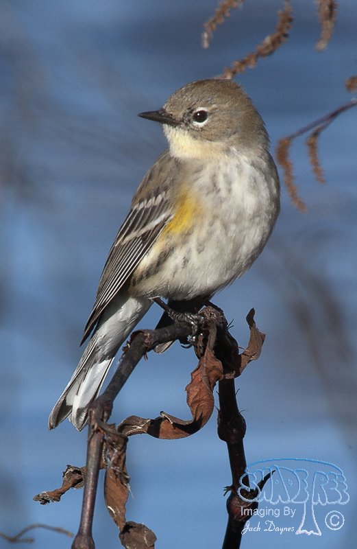 Yellow-Rumped Warbler - Setophaga coronata coronata