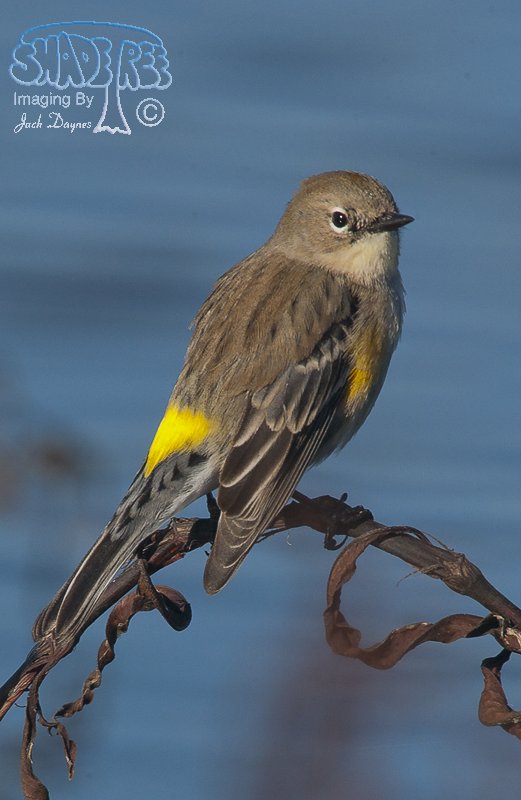 Yellow-Rumped Warbler - Setophaga coronata coronata