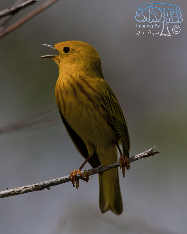 American Yellow Warbler - Setophaga petechia