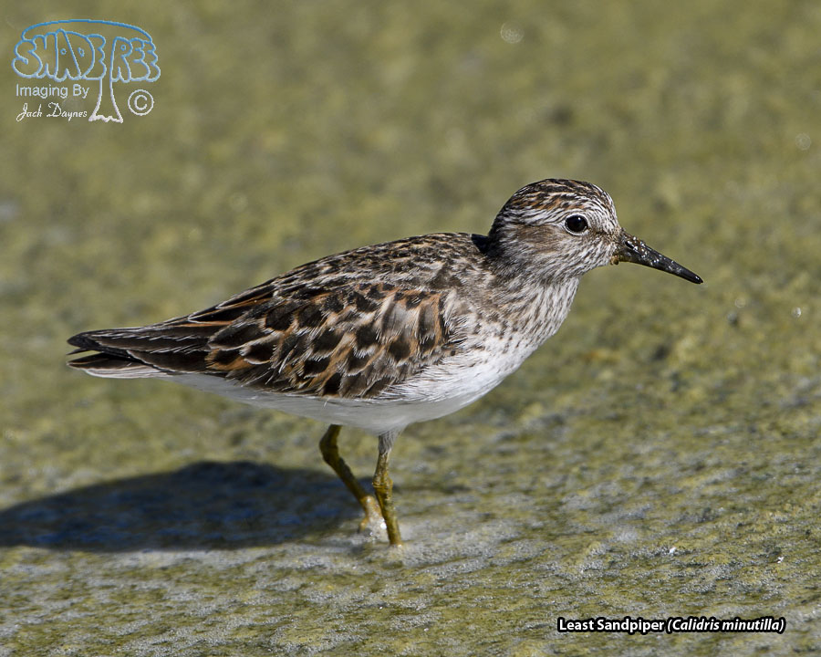 Least Sandpiper - Calidris minutilla
