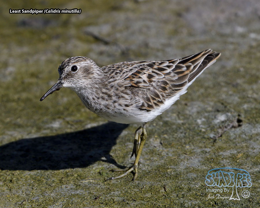 Least Sandpiper - Calidris minutilla