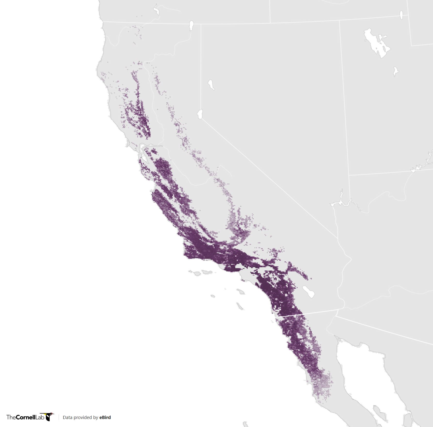 Range Map for California Thrasher