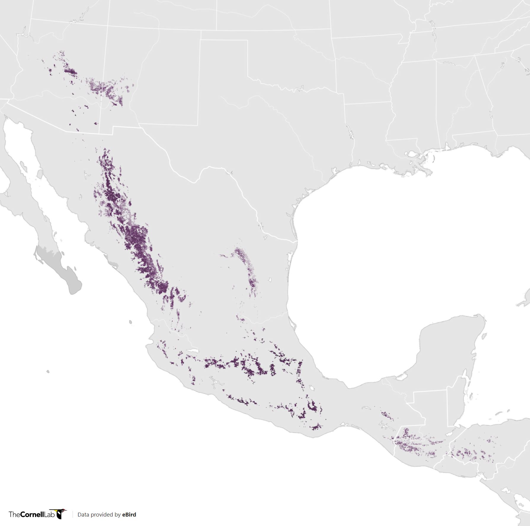 Range Map for Olive Warbler