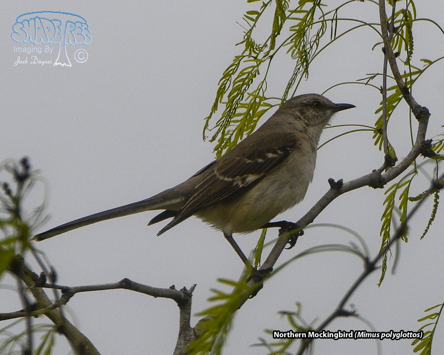 Northern Mockingbird - Mimus polyglottos