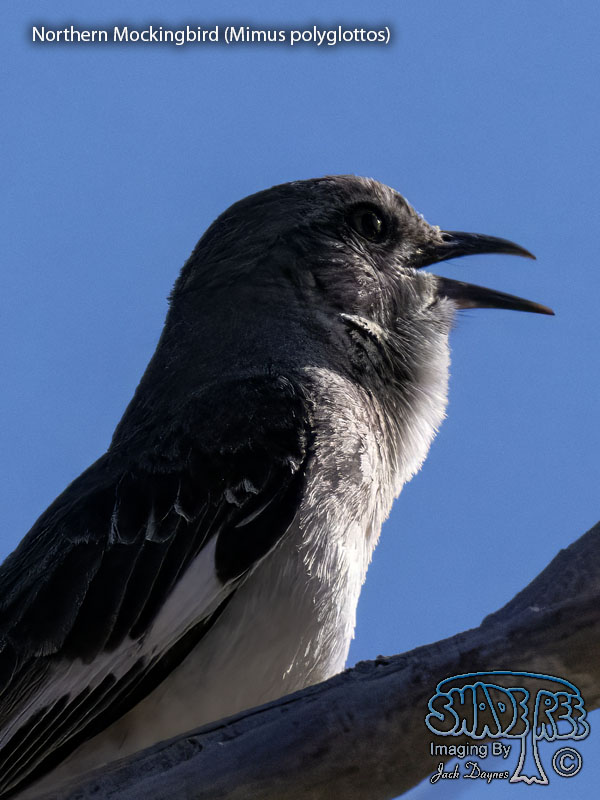 Northern Mockingbird - Mimus polyglottos