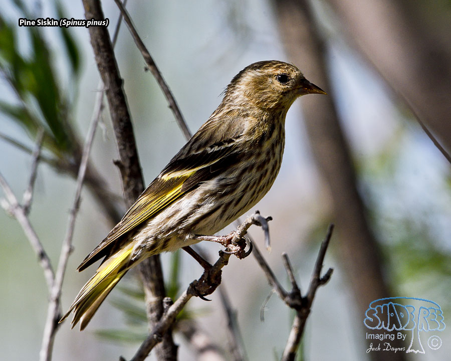 Pine Siskin - Spinus pinus