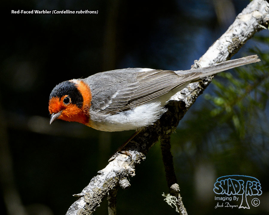 Red-Faced Warbler - Cardellina rubrifrons