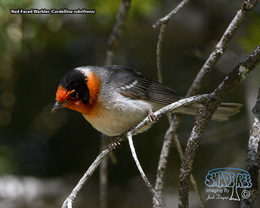 Red-Faced Warbler - Cardellina rubrifrons