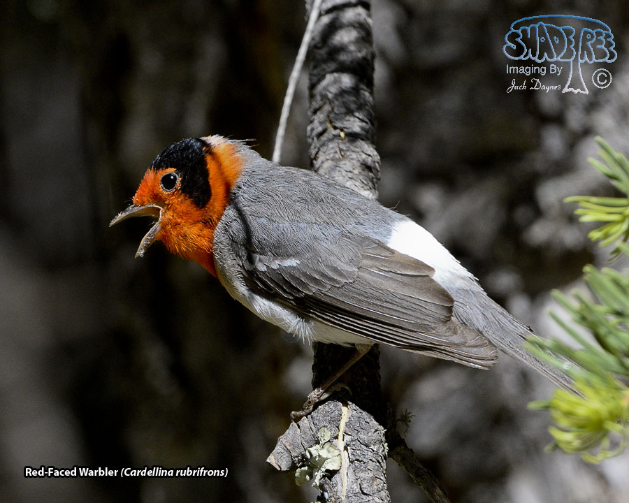 Red-Faced Warbler - Cardellina rubrifrons