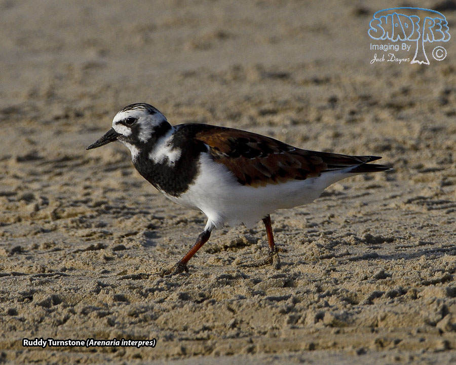 Ruddy Turnstone - Arenaria interpres