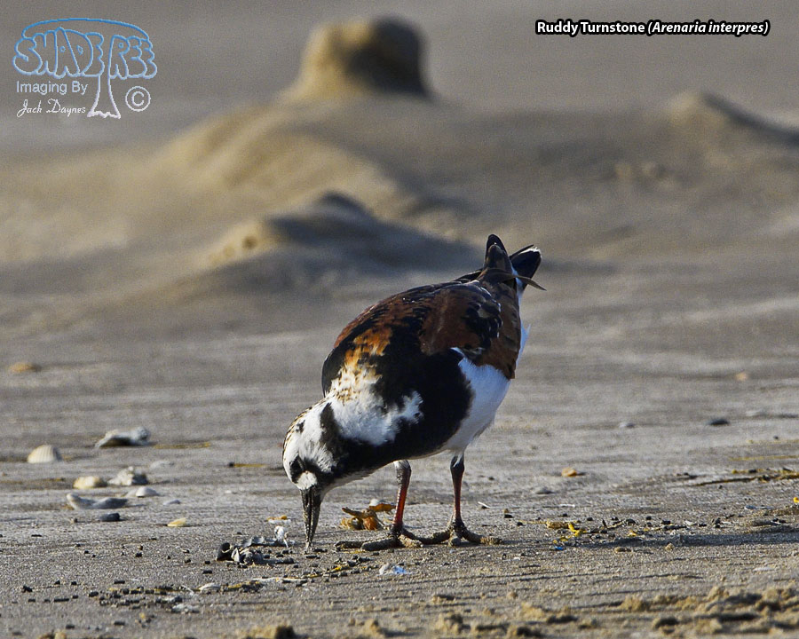 Ruddy Turnstone - Arenaria interpres