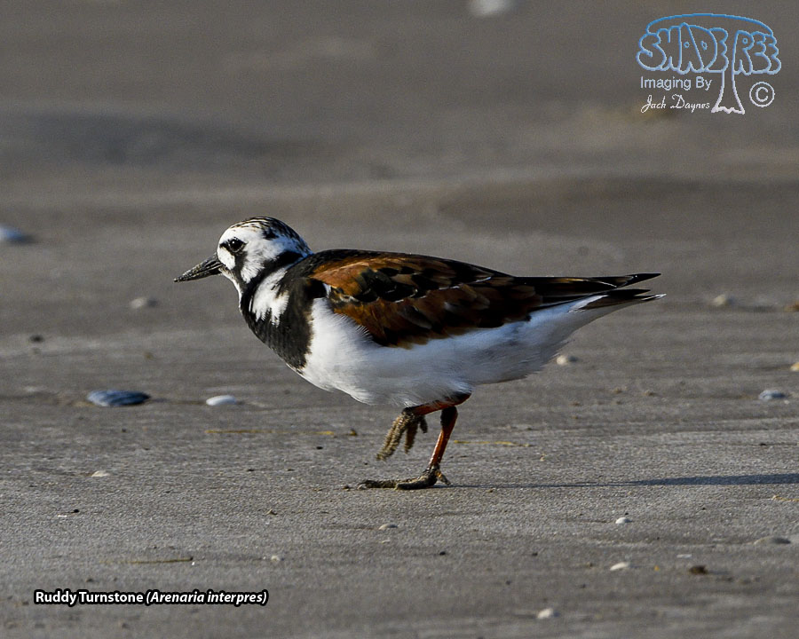 Ruddy Turnstone - Arenaria interpres