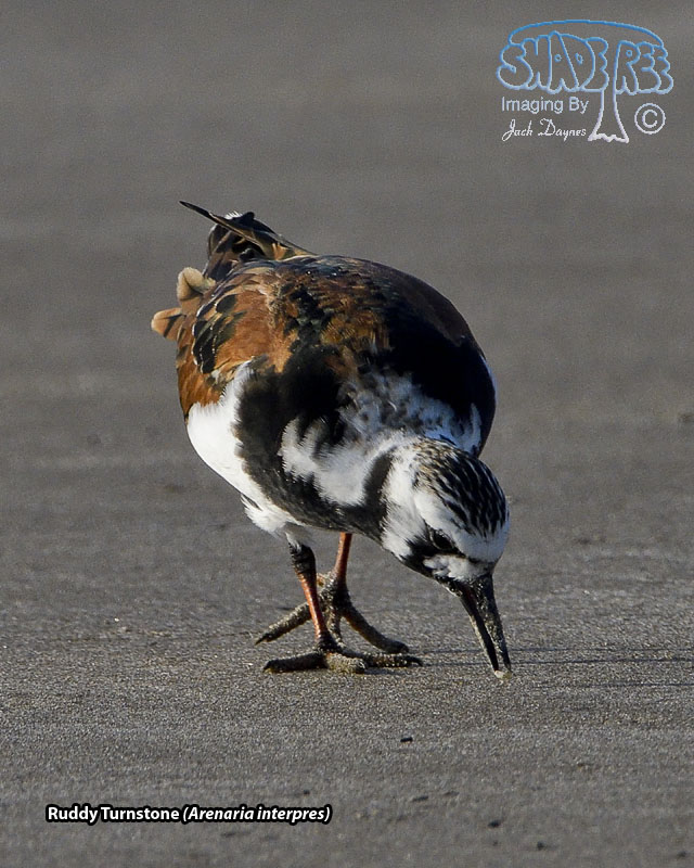 Ruddy Turnstone - Arenaria interpres